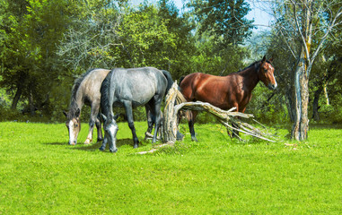 Naklejka na ściany i meble Horses graze on the lawn near the forest in sunny weather.