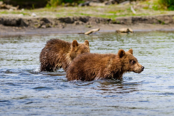 Ruling the landscape, brown bears of Kamchatka (Ursus arctos beringianus)