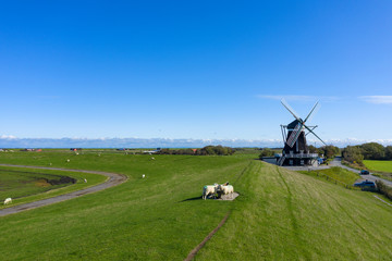 Schafe auf dem Deich von Pellworm/Deutschland mit der Windmühle im Hintergrund