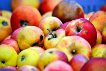 frozen industrial apples in a crate