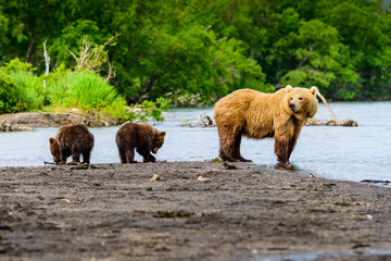 Ruling the landscape, brown bears of Kamchatka (Ursus arctos beringianus)