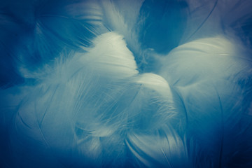 Beautiful abstract colorful green and blue feathers on white background and soft white feather texture on white pattern and blue background