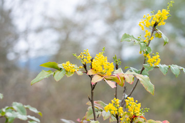 yellow holly flowers