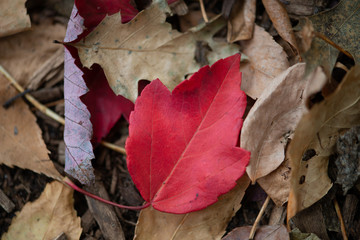 red leaf among brown leaves