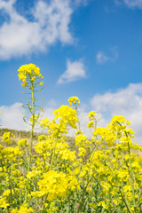 菜の花に日差し