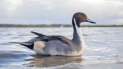 Canard Pilet