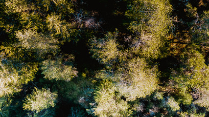 Widok z lotu ptaka drzew z kamerą skierowaną na wierzchołki drzew - obrazy, fototapety, plakaty