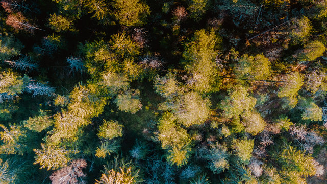 Widok z lotu ptaka drzew z kamerą skierowaną na wierzchołki drzew © Dreamnordno