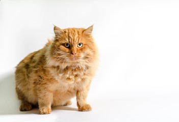 huge fat red shaggy cat on a white background