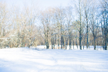 Blurred winter background. Beautiful snowy winter forest.