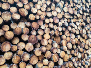 Pile of logs stocked in the forest