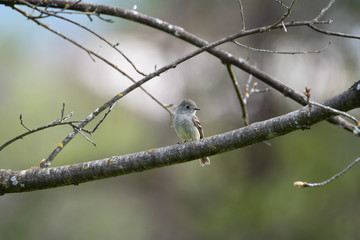 resting on a branch