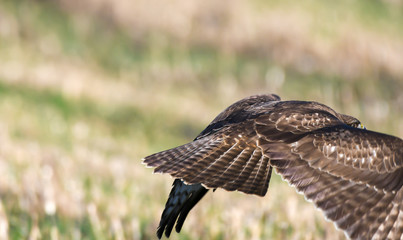 bird of prey buzzard in flight