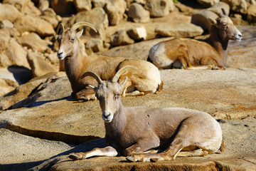 Fototapeta premium View of a desert bighorn sheep (Ovis Canadensis Nelsoni)