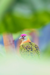 A superb fruit dove (Ptilinopus superbus), also known as the purple-crowned fruit dove sitting on a stone. Extremely colorful dove from asia with green background.Very colorful bird.