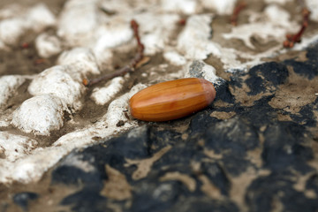 Fallen oak acorn on the concrete background