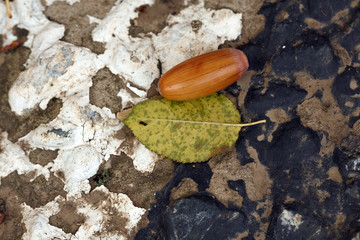 Fallen oak acorn on the concrete background