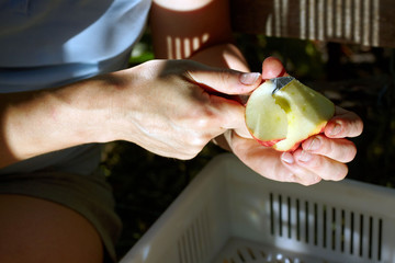 Autumn apples harvesting. Manual processing