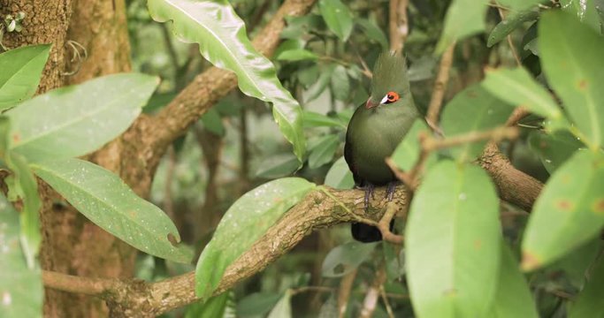 An exotic green bird sitting on a tree in Taiwan, Republic of China.