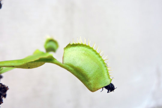A close-up of a fly caught by a venus flytrap isolated on white