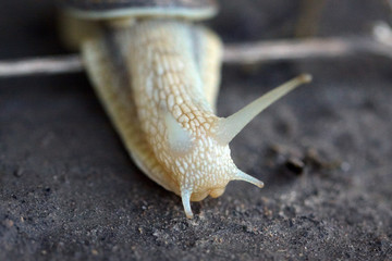 Snail crawling on a wet ground. Macro view