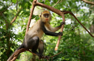 Curious mona monkey at boabeng fiema monkey sancturary, ghana