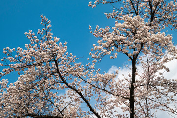 Selective focus of beautiful cherry blossom sakura festival in spring time are blooming in the...