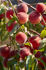 a branch of peach hung with ripe fruit