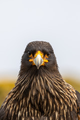 Falklandkarakara