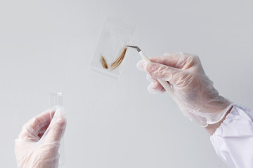 laboratory assistant examines a hair sample, curls in a package for research by genetic research in the laboratory, concept of DNA analysis, establishing paternity