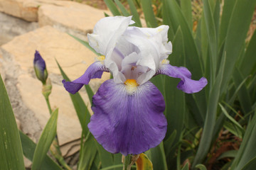 Iris germánica al borde del estanque