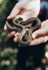 Two hands hold a little snake. Close-up