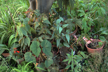Begonias en el jardin en sombra