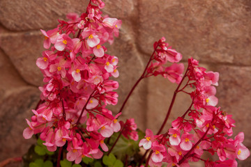 Flores de begonia sobre un muro