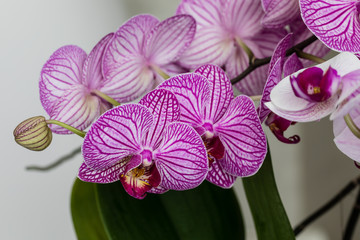 Fototapeta na wymiar Beautiful purple orchid flowers isolated