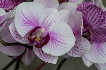 Beautiful purple orchid flowers isolated