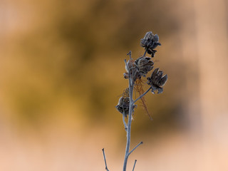 Dried thistle on a blurred background perfect for copy space.