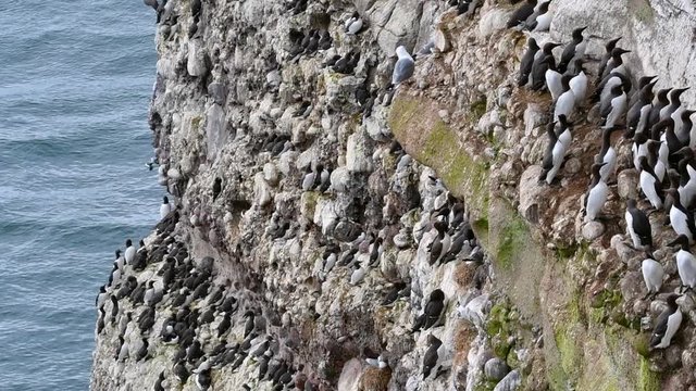 Breeding colony of common murres / common guillemots (Uria aalge) nesting on rock ledges in sea cliff face, Scotland, UK