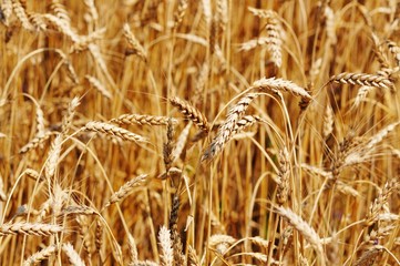 Close-up of golden wheat spikes on sunny summer clear day