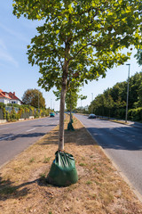 Bei großer Hitze werden die Bäume durch solche Säcke mit Löchern bewässert