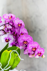 Beautiful purple orchid flowers isolated