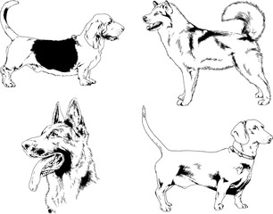 vector drawings sketches pedigree dogs in the racks drawn in ink by hand , objects with no background