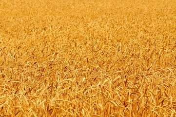 Close-up of golden wheat spikes on sunny summer clear day