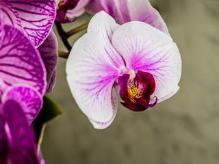 Beautiful purple orchid flowers isolated