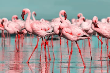 Foto op Plexiglas Wild african birds. Group birds of pink african flamingos  walking around the blue lagoon on a sunny day © Yuliia Lakeienko