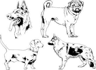 vector drawings sketches pedigree dogs in the racks drawn in ink by hand , objects with no background