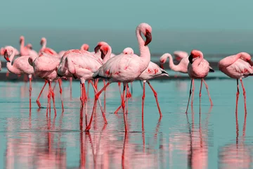 Fototapeten Wilde afrikanische Vögel. Gruppenvögel von rosa afrikanischen Flamingos, die an einem sonnigen Tag um die blaue Lagune spazieren © Yuliia Lakeienko