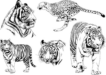 vector drawings sketches different predator , tigers lions cheetahs and leopards are drawn in ink by hand , objects with no background	