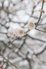 雪と梅の花
