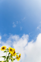 ヒマワリと青空